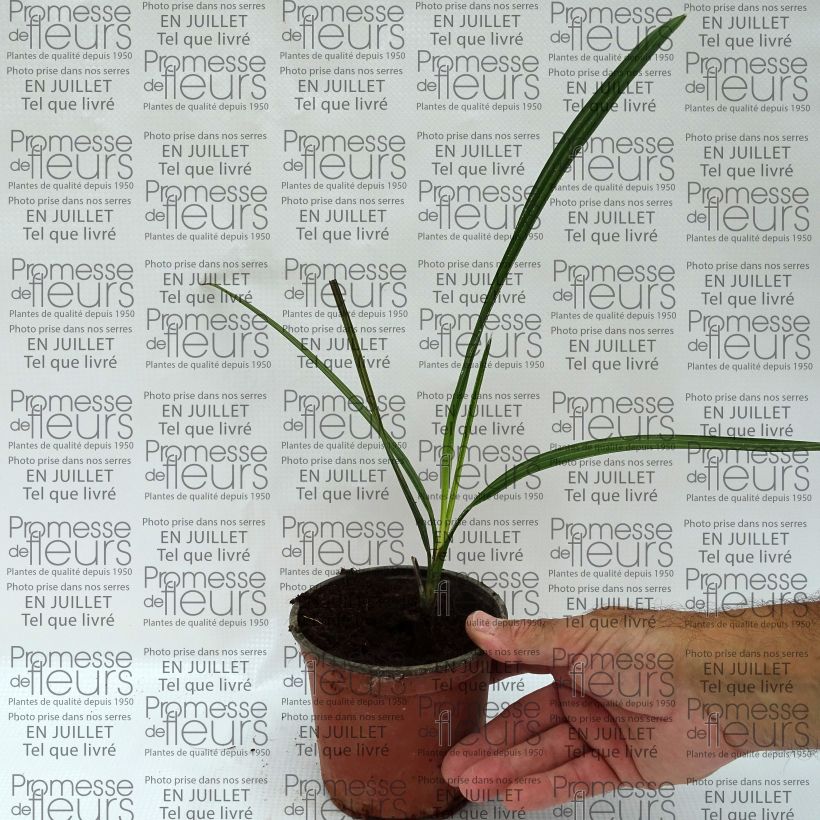 Example of Copernicia alba - Caranday Palme Topf 12 cm / 13 cm as you get in ete