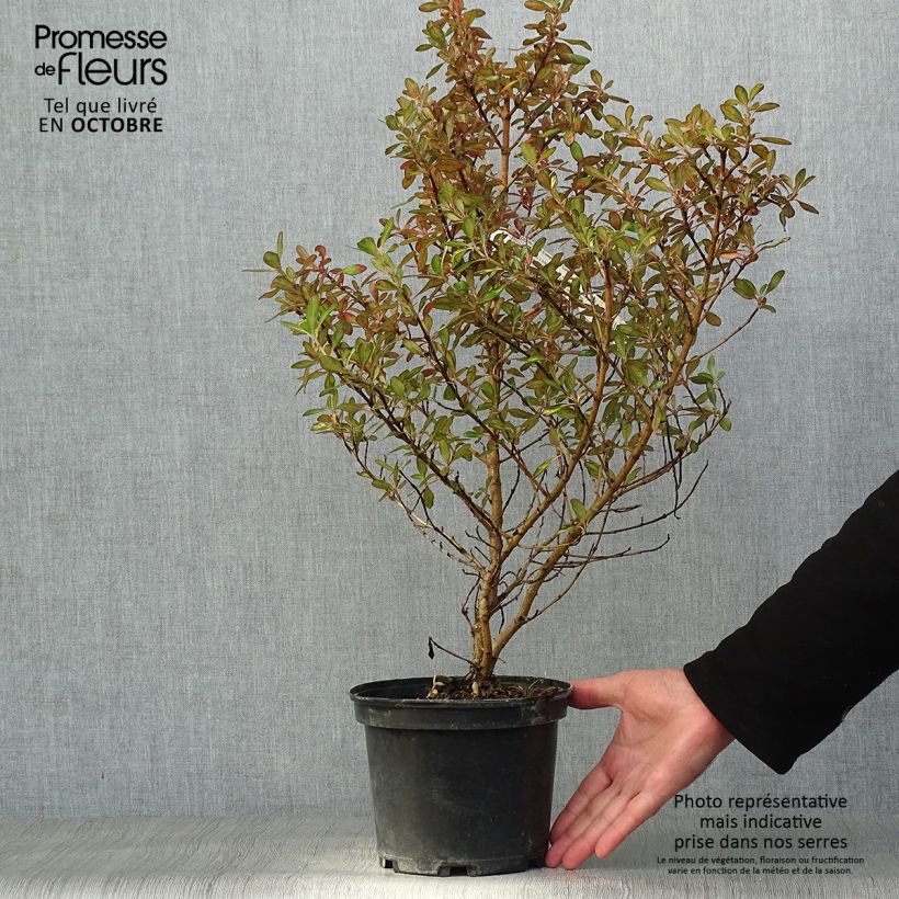 Example of Coprosma Evening Glow Topf mit 2L/3L as you get in automne