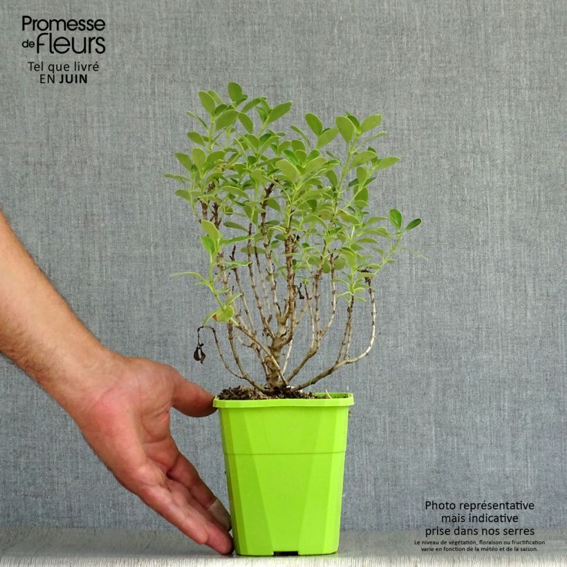Example of Coprosma Mini Mac Topf mit 1L/1,5L as you get in ete