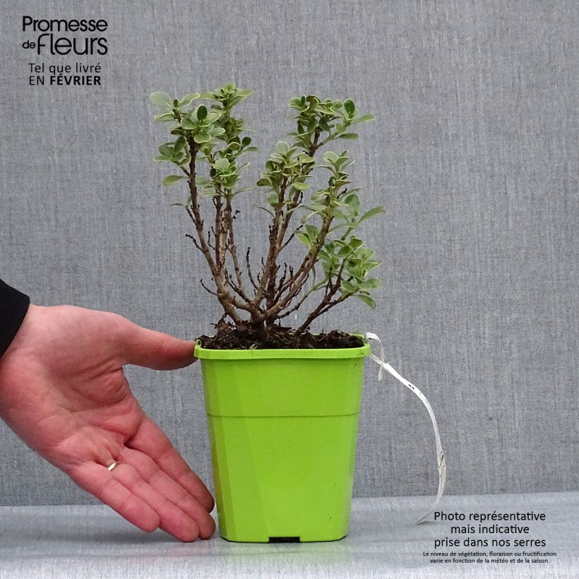 Exemplar von Coprosma Mini Mac Topf mit 1L/1,5L wie im Winter geliefert