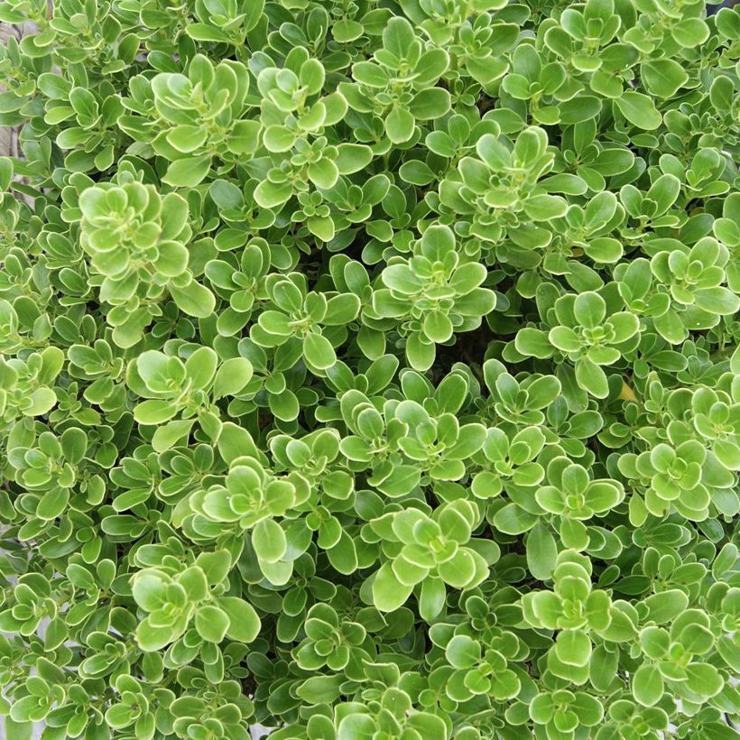 Coprosma Mini Mac (Laub)