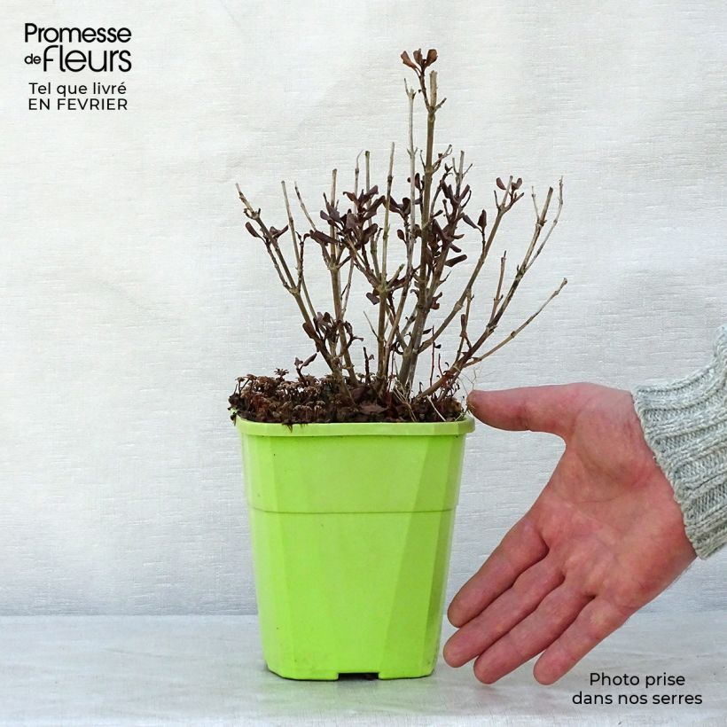 Example of Coprosma Pacific Night Topf mit 1L/1,5L as you get in hiver