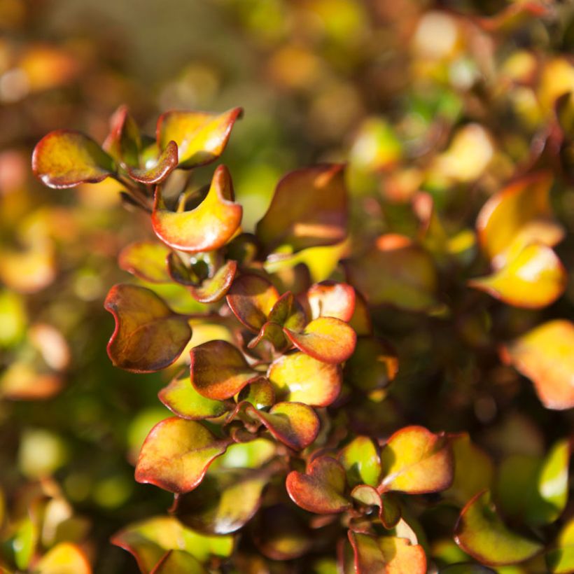 Coprosma robusta Pina colada (Laub)