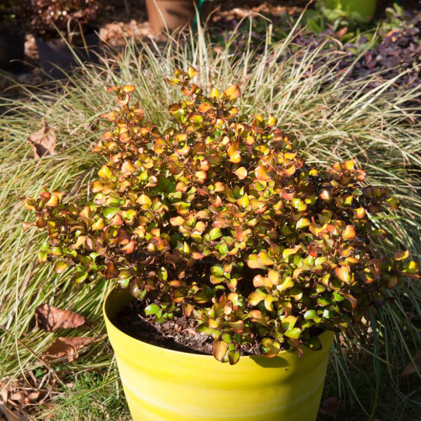 Coprosma robusta Pina colada (Hafen)