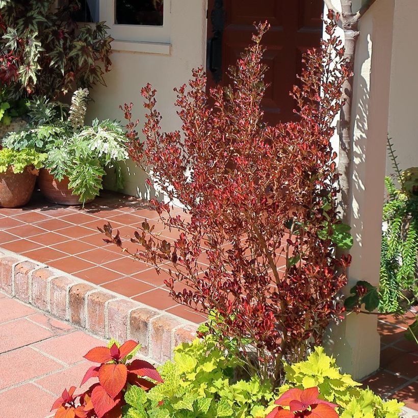 Coprosma Pacific Sunset (Hafen)