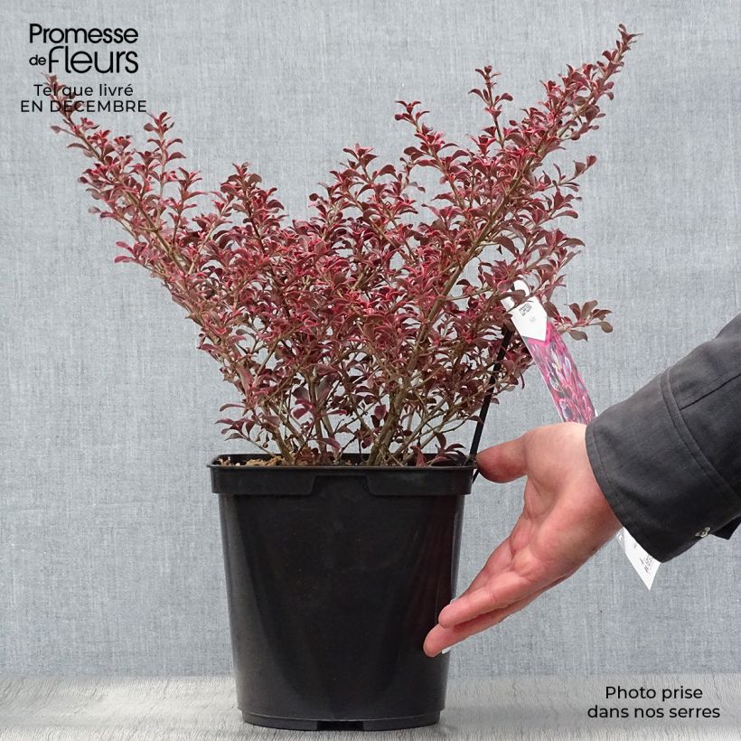 Exemplar von Coprosma repens Fire Burst Topf mit 3L/4L wie im Winter geliefert