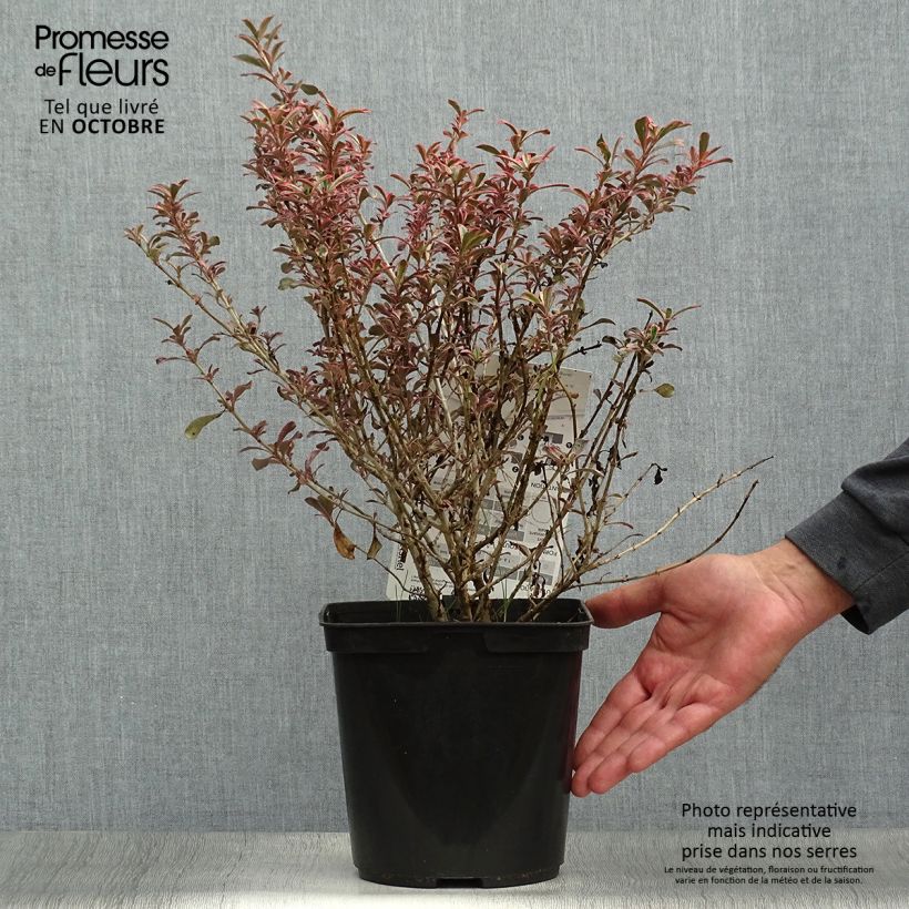 Example of Coprosma repens Fire Burst Topf mit 3L/4L as you get in automne