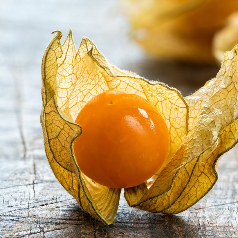 Andenbeere - Vilmorin - Physalis edulis (Harvest)