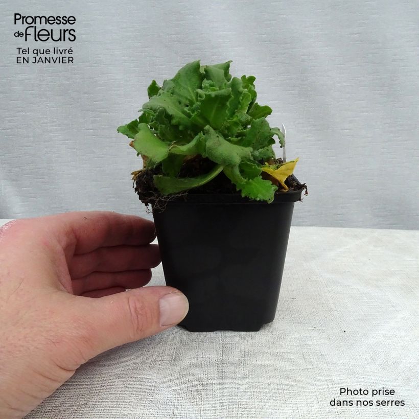 Exemplar von Arabis caucasica Bakkely - Kaukasische Gänsekresse Kleine Töpfe von 8/9 cm wie im Winter geliefert