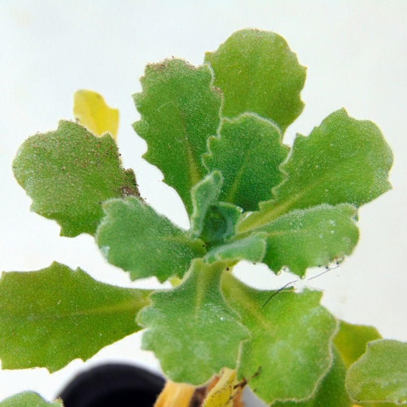 Arabis caucasica Bakkely - Kaukasische Gänsekresse (Foliage)
