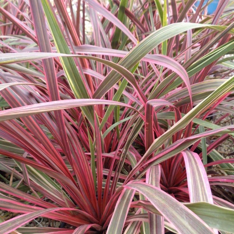 Cordyline banksii Can Can - Keulenlilie (Plant habit)