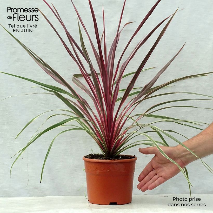 Exemplar von Cordyline banksii Can Can - Keulenlilie Topf mit 2L/3L wie im Sommer geliefert
