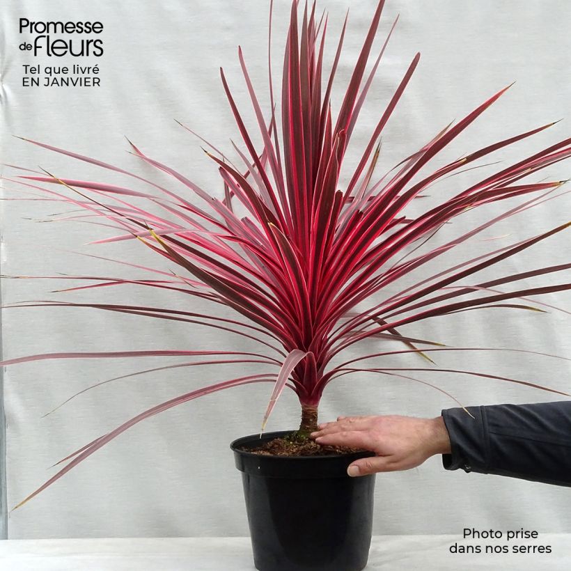 Exemplar von Cordyline australis Charlie boy - Keulenlilie Topf mit 4L/5L wie im Winter geliefert
