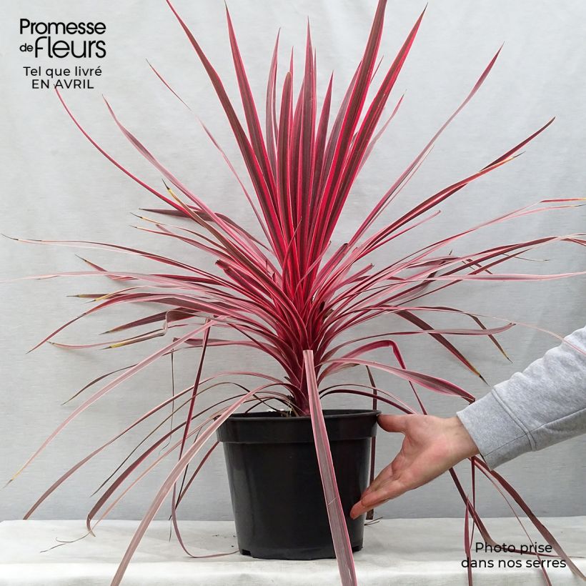 Exemplar von Cordyline australis Charlie boy - Keulenlilie Topf mit 4L/5L wie im Frühjahr geliefert