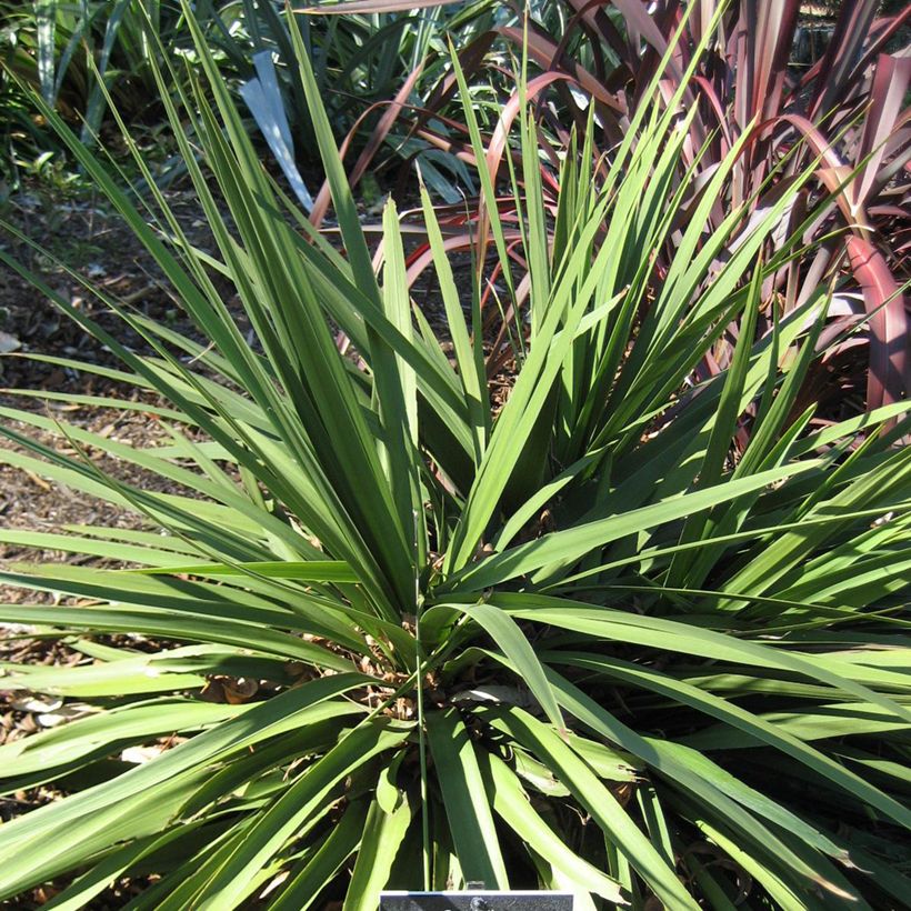 Cordyline australis Ti Tawhiti - Keulenlilie (Plant habit)