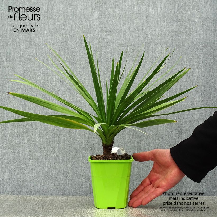 Exemplar von Cordyline australis Ti Tawhiti - Keulenlilie Topf mit 1L/1,5L wie im Frühjahr geliefert