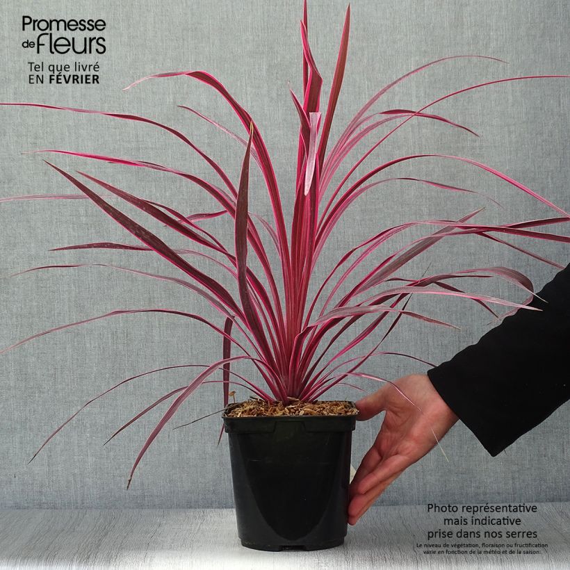 Example of Cordyline australis Cherry Sensation - Keulenlilie Topf mit 2L/3L as you get in automne