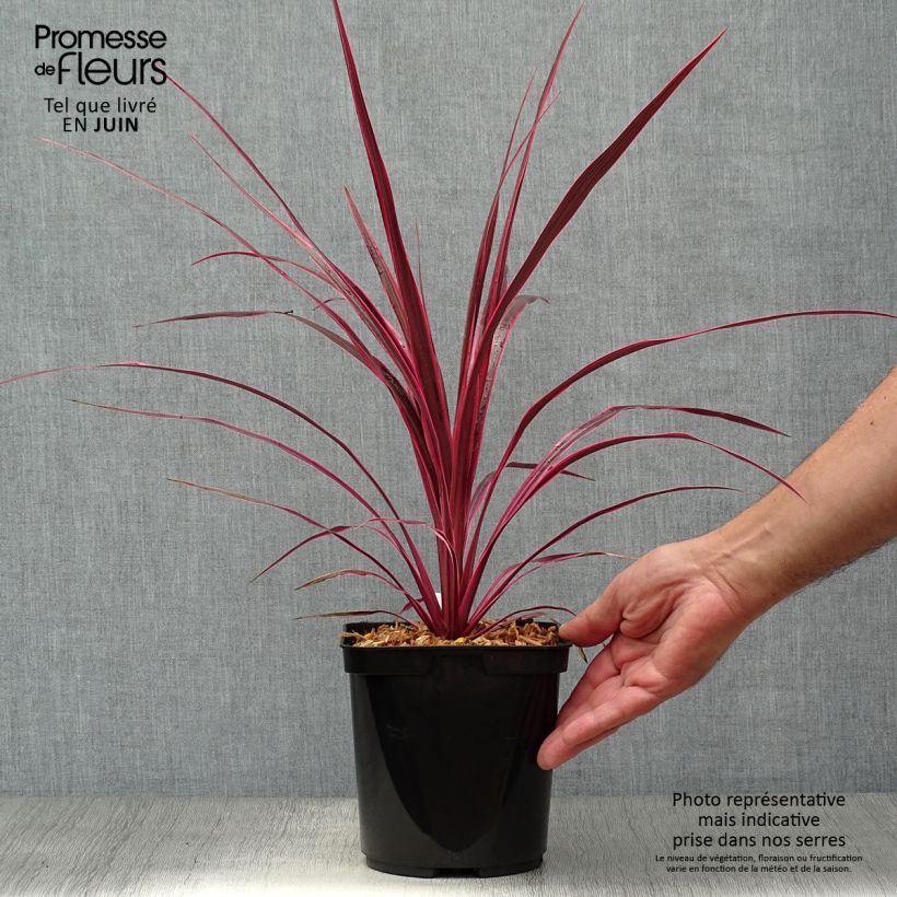 Exemplar von Cordyline australis Cherry Sensation - Keulenlilie Topf mit 2L/3L wie im Sommer geliefert