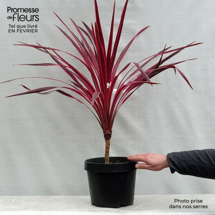 Exemplar von Cordyline australis Cherry Sensation - Keulenlilie Topf mit 6L/7L wie im Winter geliefert