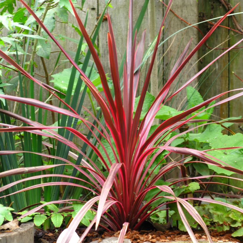 Cordyline australis Cherry Sensation - Keulenlilie (Plant habit)