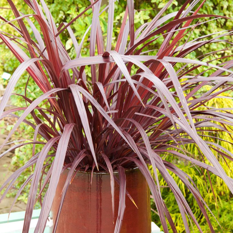 Cordyline australis Design a Line Burgundy - Keulenlilie (Plant habit)