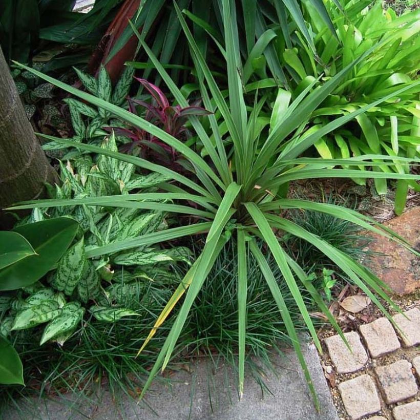 Cordyline australis Peko - Keulenlilie (Plant habit)
