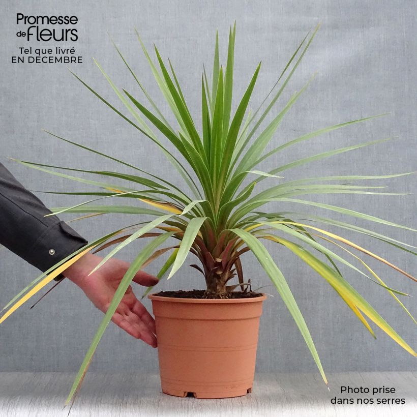Exemplar von Cordyline australis Peko - Keulenlilie Topf mit 3L/4L wie im Winter geliefert