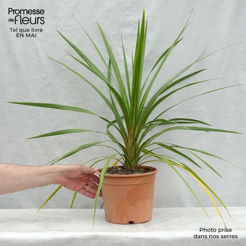 Exemplar von Cordyline australis Peko - Keulenlilie Topf mit 3L/4L wie im Frühjahr geliefert