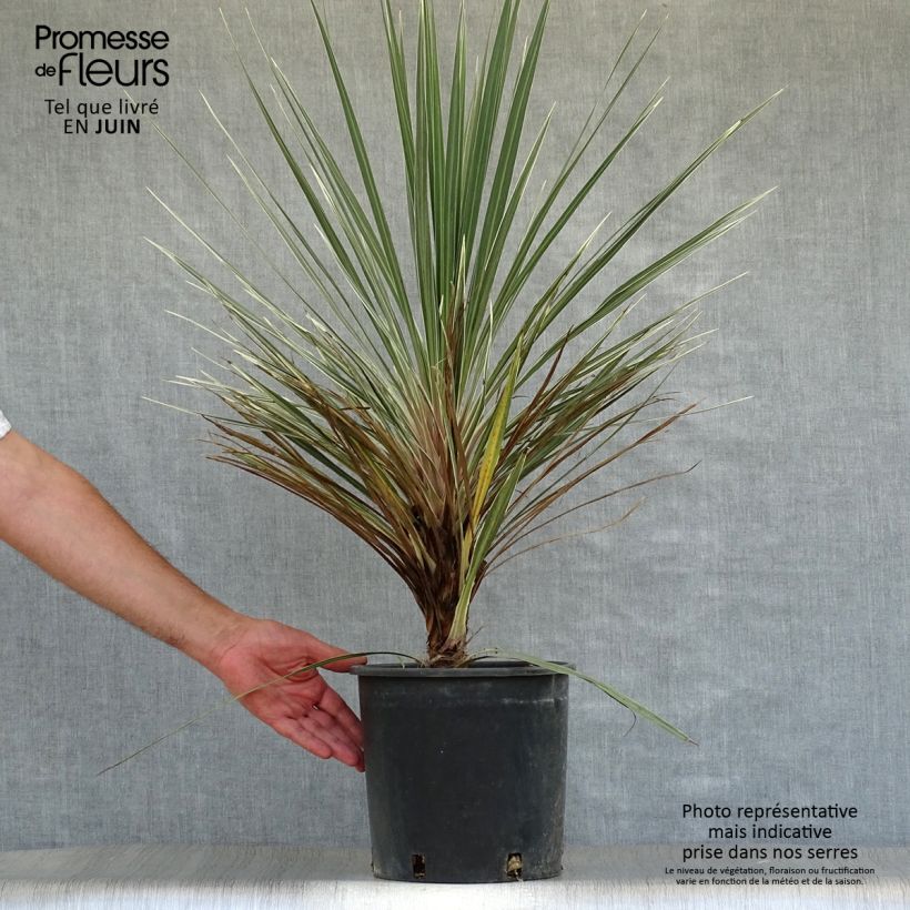 Exemplar von Cordyline australis Pink Champagne - Keulenlilie Topf mit 3L/4L wie im Sommer geliefert