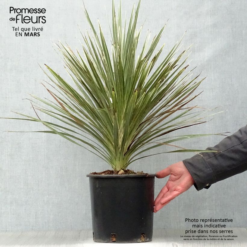 Exemplar von Cordyline australis Pink Champagne - Keulenlilie Topf mit 3L/4L wie im Frühjahr geliefert