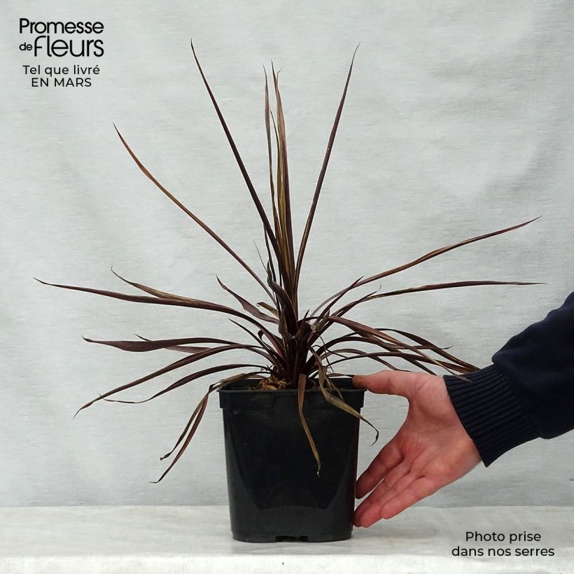 Exemplar von Cordyline australis Red Star - Keulenlilie Topf mit 2L/3L wie im Frühjahr geliefert