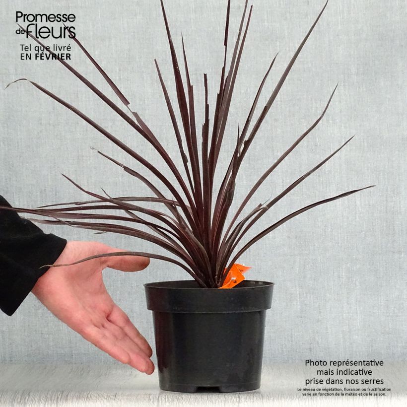 Exemplar von Cordyline australis Red Star - Keulenlilie Topf mit 2L/3L wie im Winter geliefert