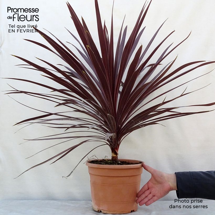 Exemplar von Cordyline australis Red Star - Keulenlilie Topf mit 7,5L/10L wie im Winter geliefert
