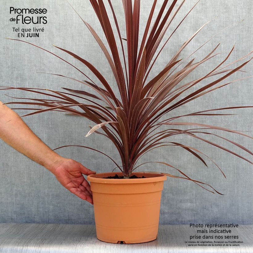 Exemplar von Cordyline australis Red Star - Keulenlilie Topf mit 7,5L/10L wie im Sommer geliefert