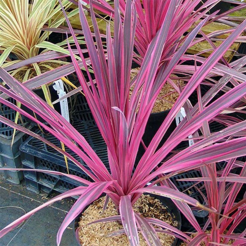 Cordyline australis Southern Splendour - Keulenlilie (Plant habit)