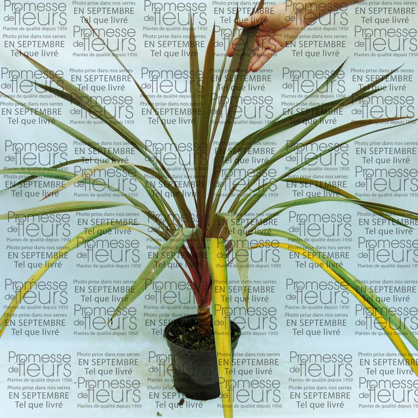 Example of Cordyline australis Sundance - Keulenlilie Topf mit 2L/3L as you get