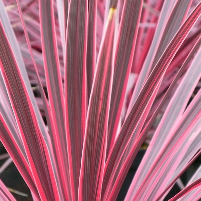 Cordyline australis Sunrise - Keulenlilie (Foliage)