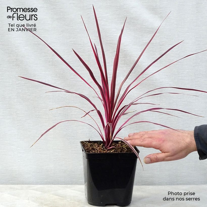 Example of Cordyline australis Sunrise - Keulenlilie Topf mit 3L/4L as you get in hiver