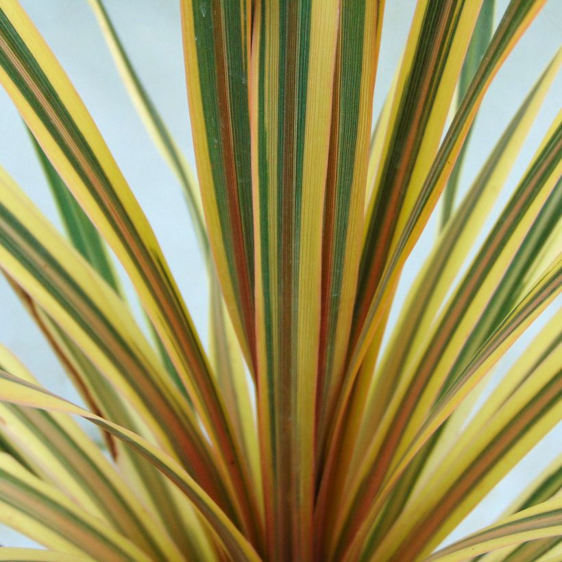 Cordyline australis Torbay Dazzler - Keulenlilie (Foliage)