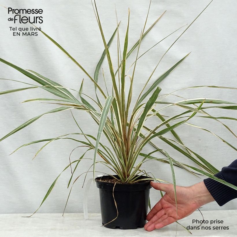Exemplar von Cordyline australis Torbay Dazzler - Keulenlilie Topf mit 2L/3L wie im Frühjahr geliefert