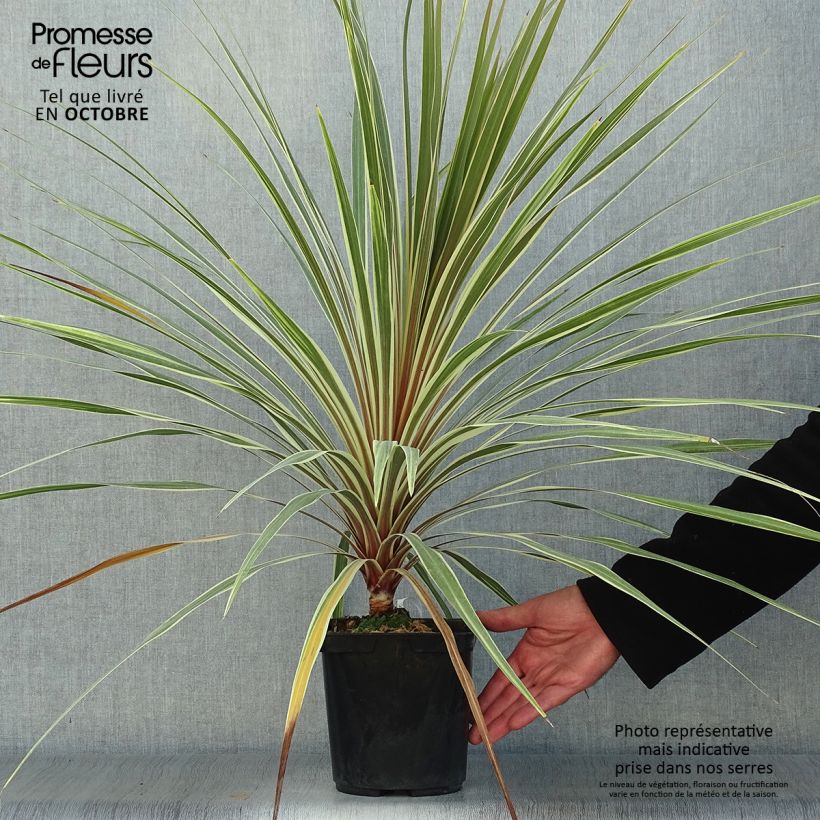 Example of Cordyline australis Torbay Dazzler - Keulenlilie Topf mit 2L/3L as you get in automne