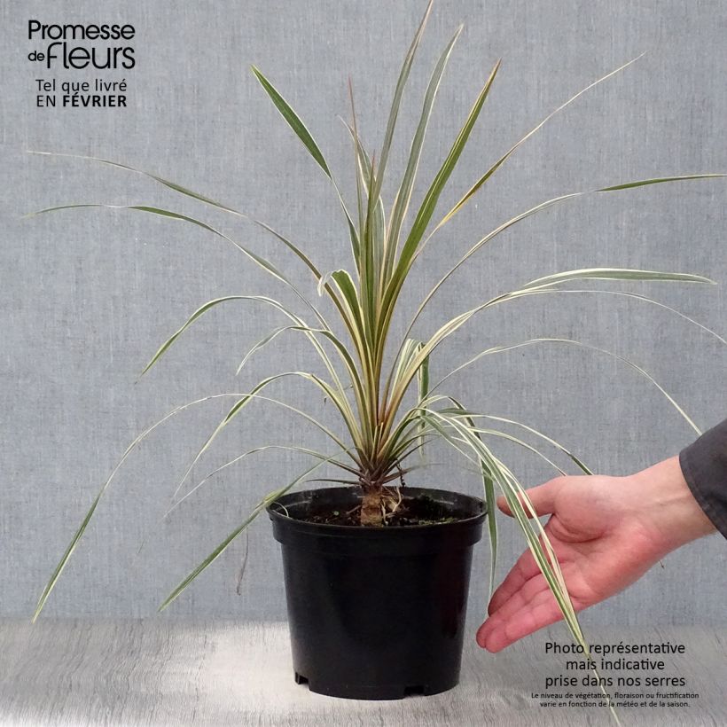 Exemplar von Cordyline australis Torbay Dazzler - Keulenlilie Topf mit 2L/3L wie im Winter geliefert