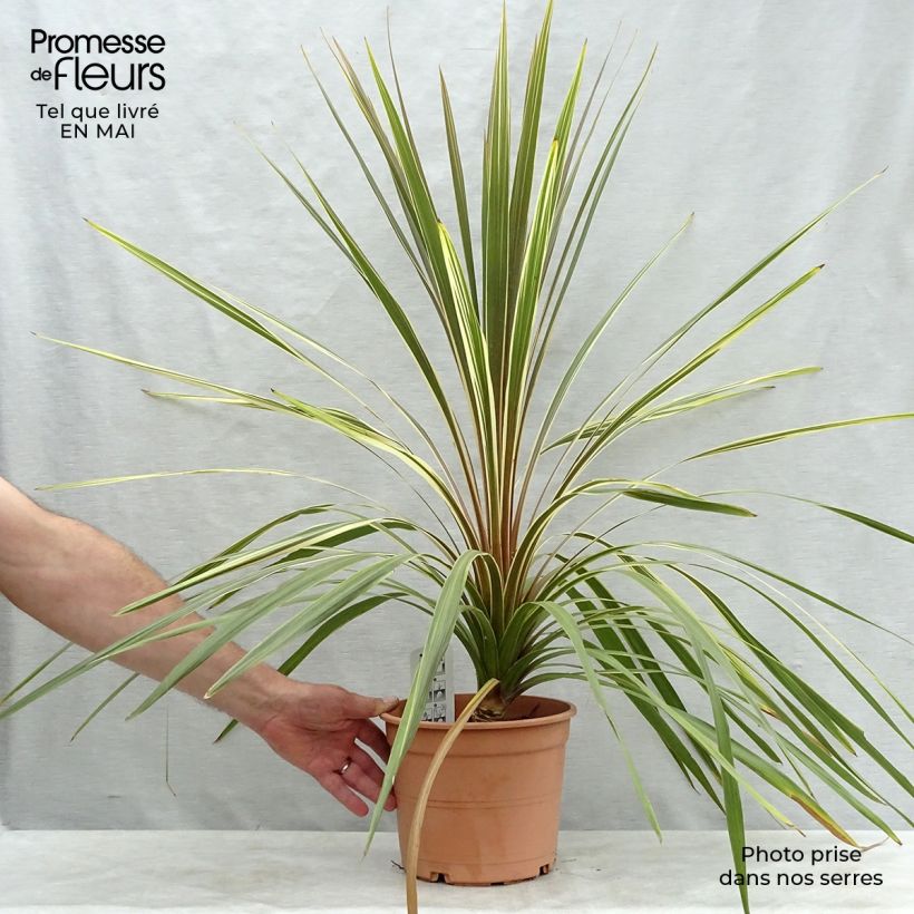 Exemplar von Cordyline australis Torbay Dazzler - Keulenlilie Topf mit 4L/5L wie im Frühjahr geliefert