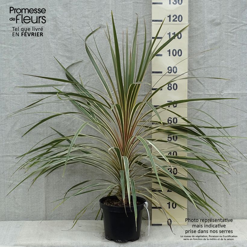 Exemplar von Cordyline australis Torbay Dazzler - Keulenlilie Topf mit 4L/5L wie im Winter geliefert