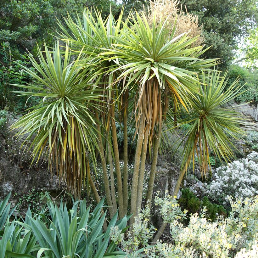 Cordyline australis - Keulenlilie (Plant habit)