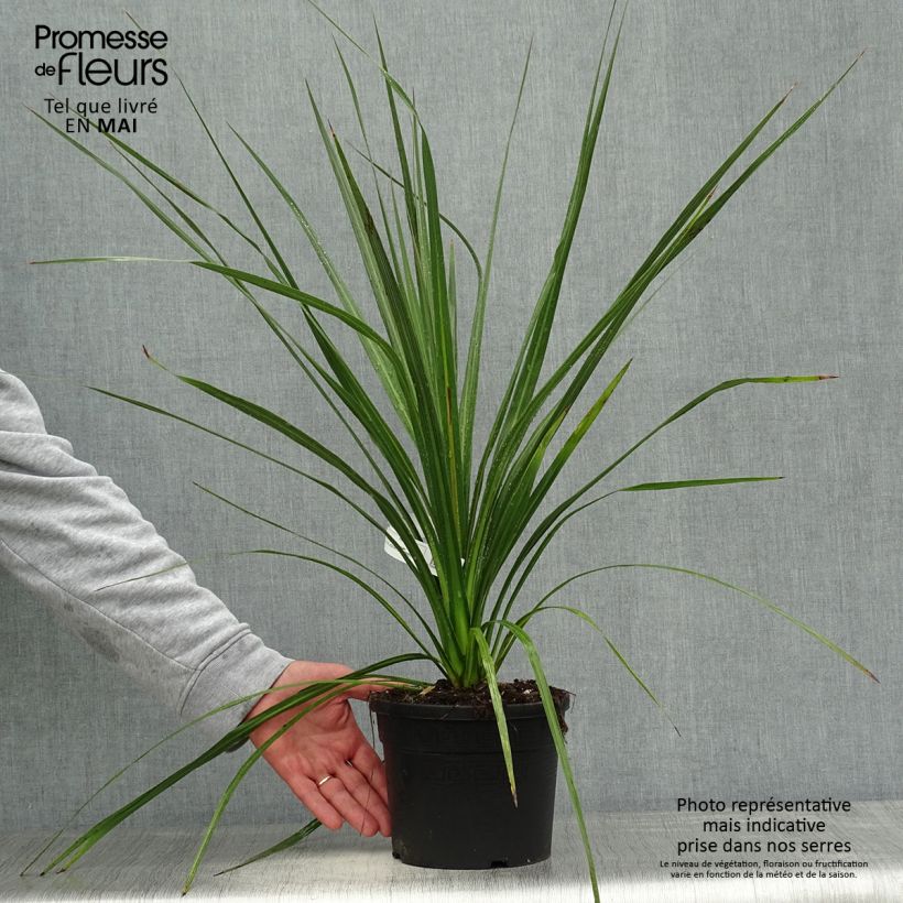 Exemplar von Cordyline australis - Keulenlilie Topf mit 3L/4L wie im Frühjahr geliefert