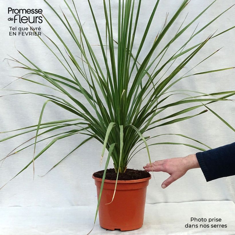 Exemplar von Cordyline australis - Keulenlilie Topf mit 6L/7L wie im Winter geliefert
