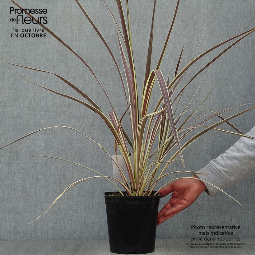 Example of Cordyline banksii Electric Flash - Keulenlilie Topf mit 3L/4L as you get in automne