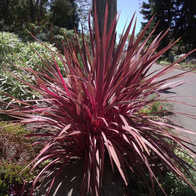 Cordyline banksii Electric Pink - Keulenlilie (Plant habit)