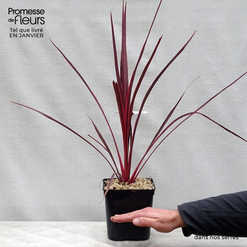 Exemplar von Cordyline banksii Electric Pink - Keulenlilie Topf mit 3L/4L wie im Winter geliefert
